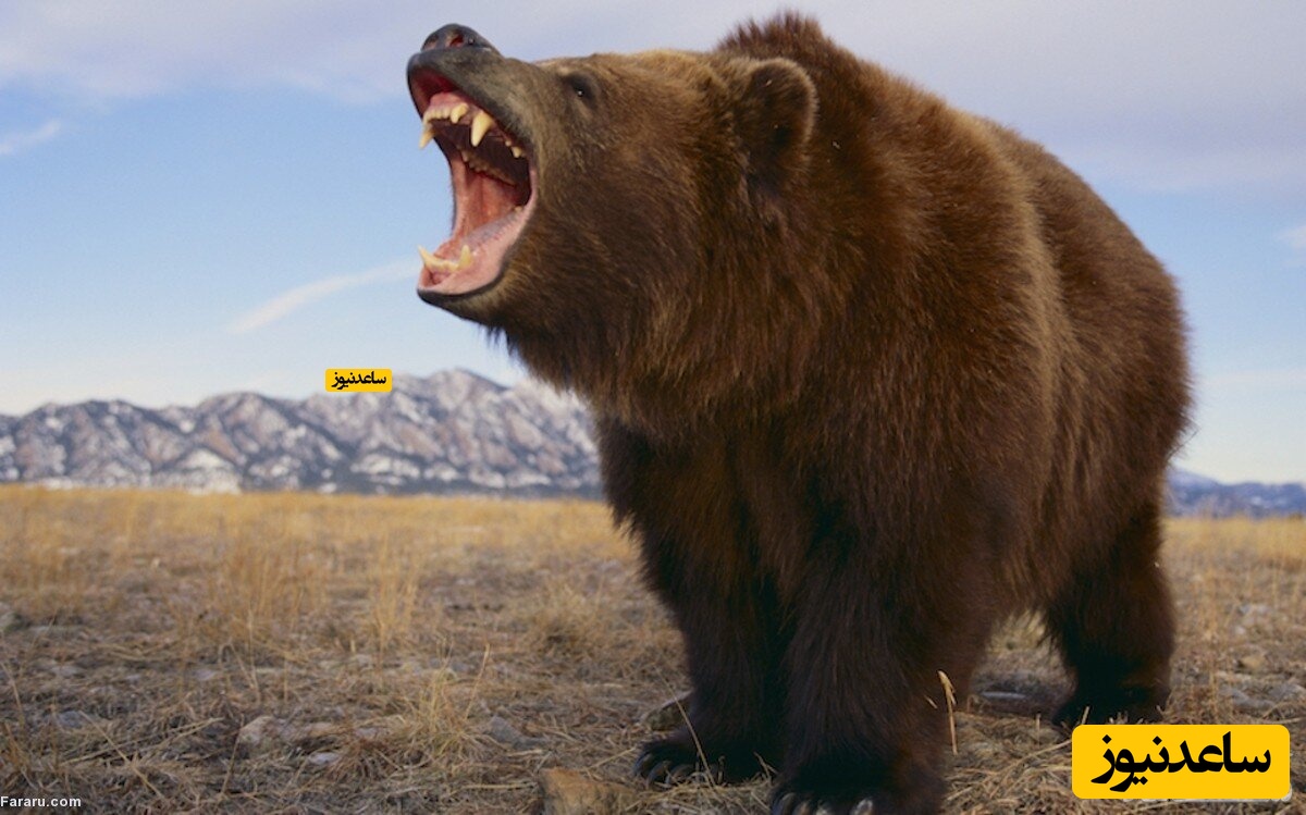 حمله وحشتناک خرس های غول پیکر خشمگین به انسان ها (18+)