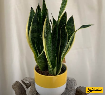 معرفی گیاه سانسوریا