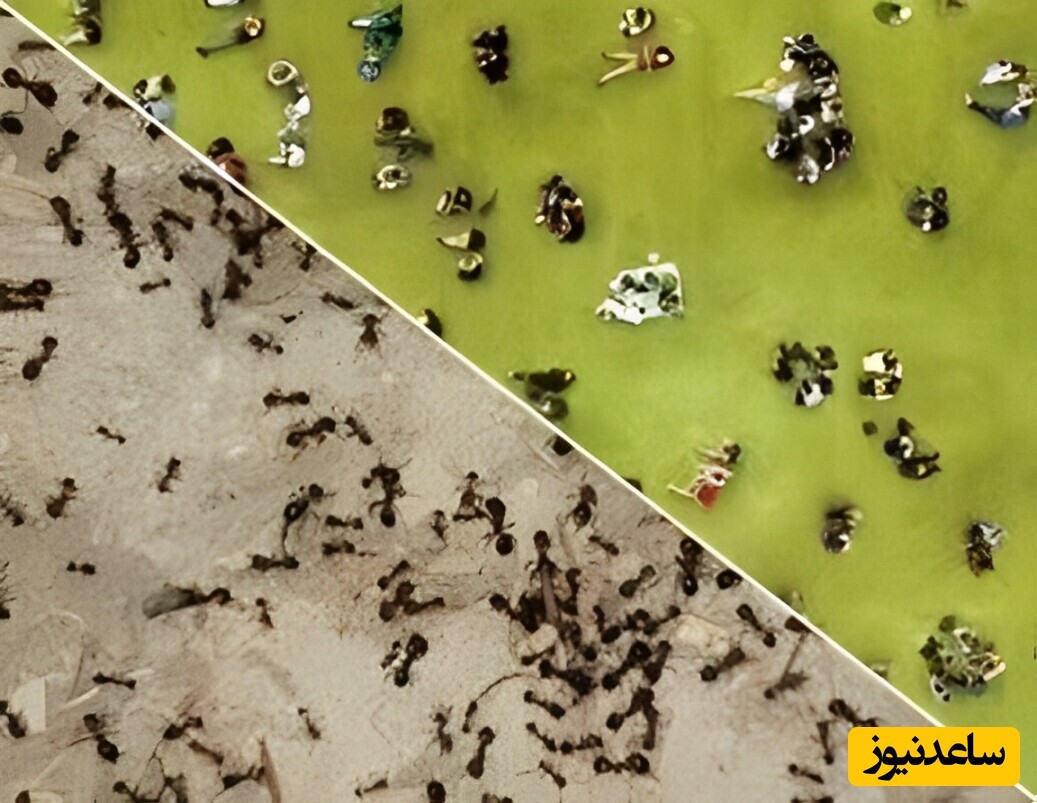 ویدیو | شاهکار خلقت؛ علمکرد مهندسی شده مورچه‌ها برای جا به جایی اجسام / واقعا شوکه‌کننده است!