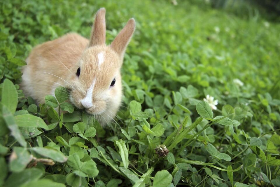 خرگوش کدام گیاهان را نباید بخورد؟