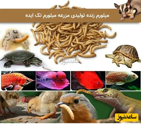 خرید میلورم زنده و میل ورم خشک