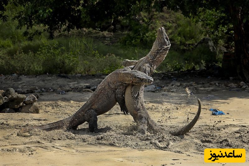 مستند حیات وحش؛ نبرد حیوانات/ لحظاتی از درگیری 2 اژدهای کومودو در یک روستا برای تصاحب غذا+ ویدیو