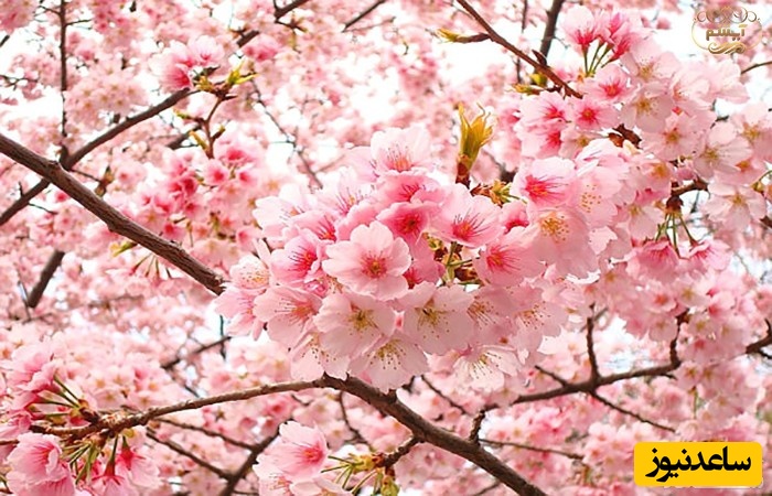 دیدن شکوفه در خواب چه تعبیری دارد؟ / تعبیر خواب شکوفه