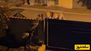 (فیلم) پرسه زنی حیوان درنده در ایتالیا/ شیر فراری شهر را بهم ریخت‎