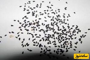 دیدن فضله در خواب چه تعبیری دارد؟ / تعبیر خواب فضله