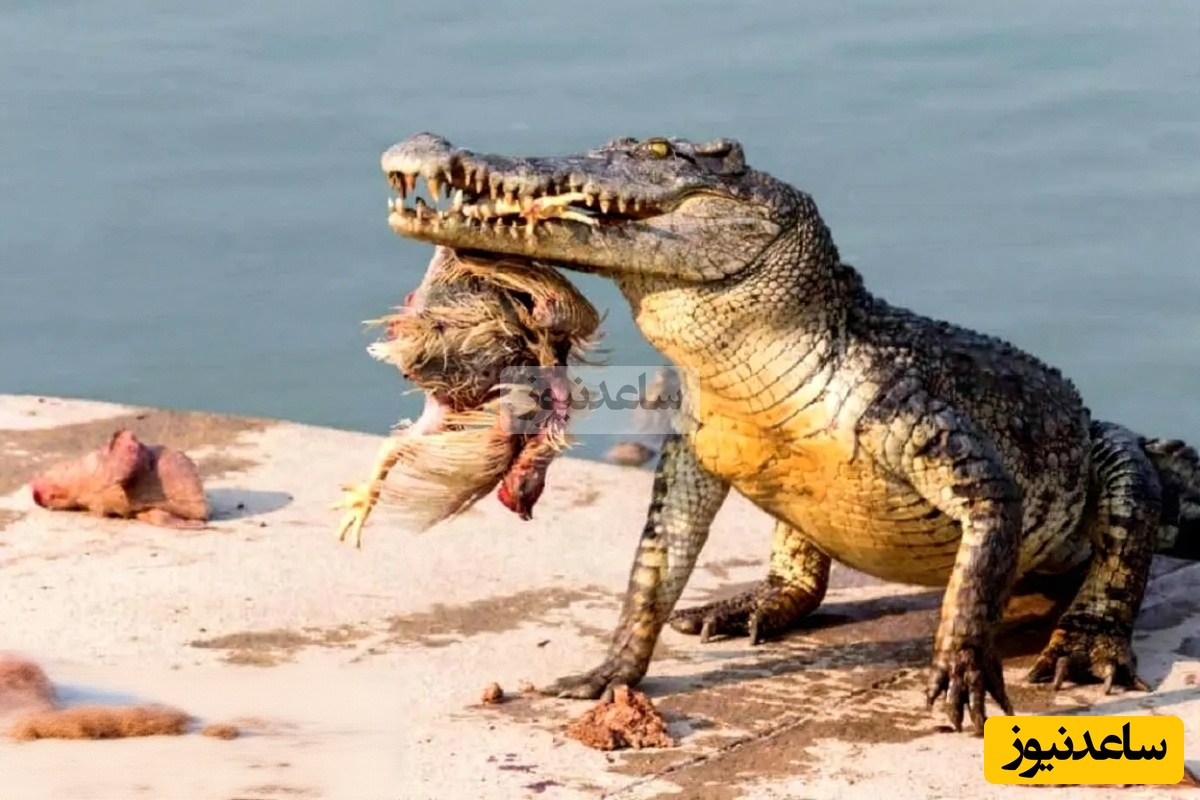 (ویدیو) مستند حیات وحش/ صحنه‌ای کم‌نظیر از حیات‌وحش؛ درگیری تمساح با گروهی از سمورها