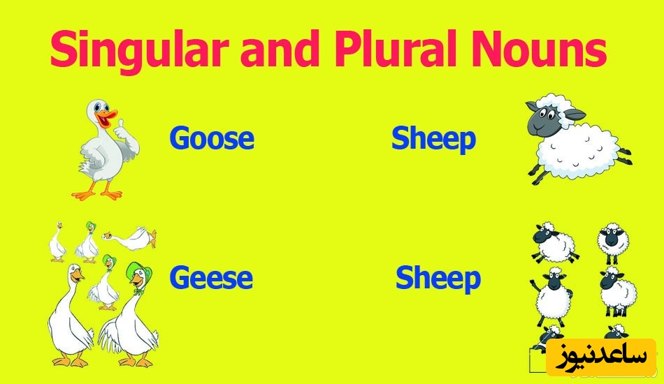 آموزش انگلیسی برای نوآموزان (حالت جمع اسامی)