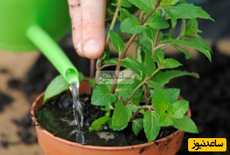  پرورش گل و گیاه  نعنا