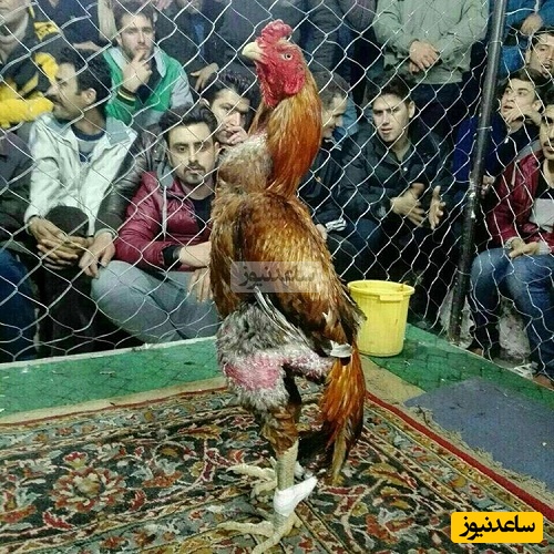 (ویدئو) مستند حیات وحش حیوانات/ راز بقا؛ این داستان: نبرد حیرت انگیز و باورنکردنی خروس جنگی با گراز/ سلطان تویی شیر اداتو درمیاره😍