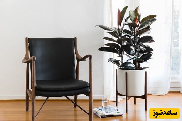 شرایط نگهداری فیکوس