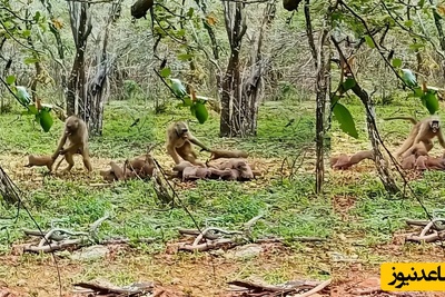 (ویدئو) مستند حیات وحش حیوانات/ راز بقا، این داستان: نبرد دیوانه‌وار بابون با خانواده خدنگ