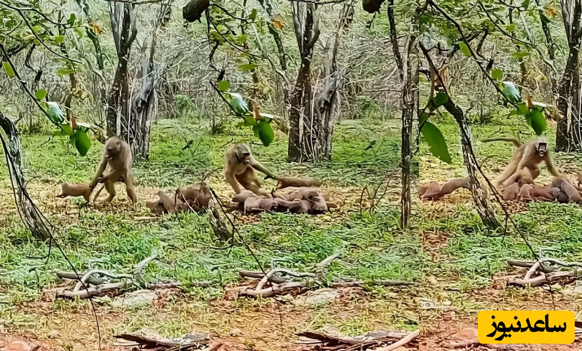 (ویدئو) مستند حیات وحش حیوانات/ راز بقا، این داستان: نبرد دیوانه‌وار بابون با خانواده خدنگ