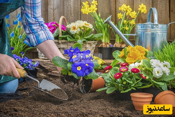خلاقیت جالب باغبانی که مطمئنا به دردتون میخوره / اگه عاشق گل و گیاهی این آموزش رو از دست نده+ ویدیو
