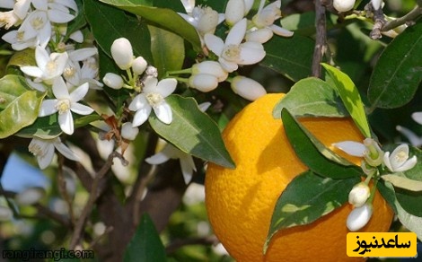 دیدن  نارنج در خواب چه تعبیری دارد؟ / تعبیر خواب نارنج