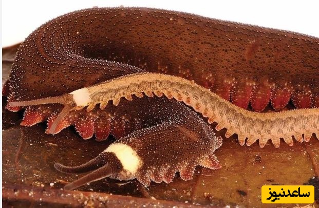 کِرم مخملی؛ یک کِرم زیبا با سلاحی عجیب و مخفی +ویدئو دیدنی