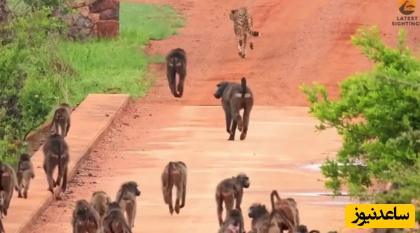 حمله وحشیانه 50 بابون به دو یوزپلنگ روی پل +فیلم