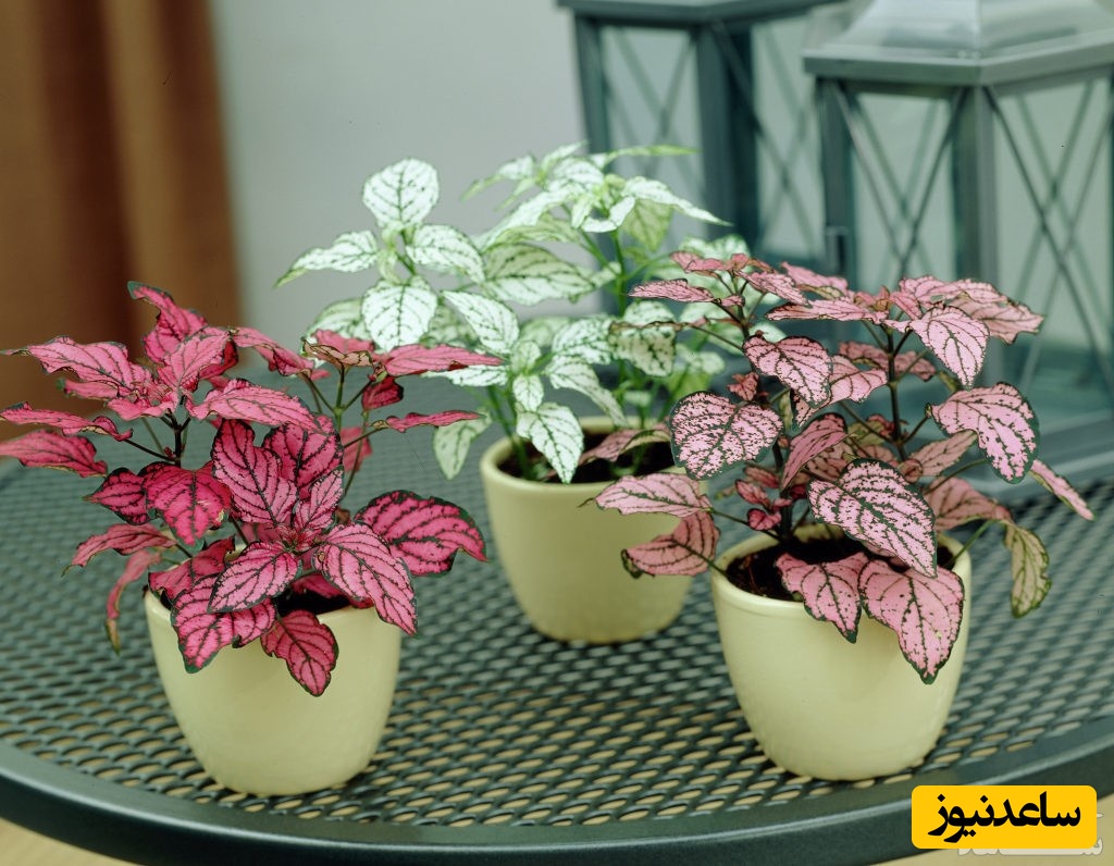 جدیدترین روش پرورش و نگهداری گیاه گل سنگ