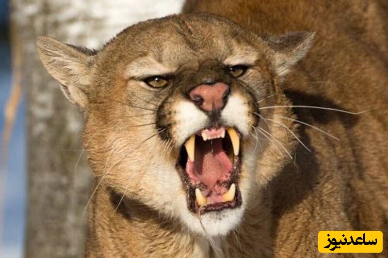 (ویدیو) مستند حیات وحش: شکار غیرمنتظره/ شیرهای کوهی به سراغ پنگوئن‌ها رفتند