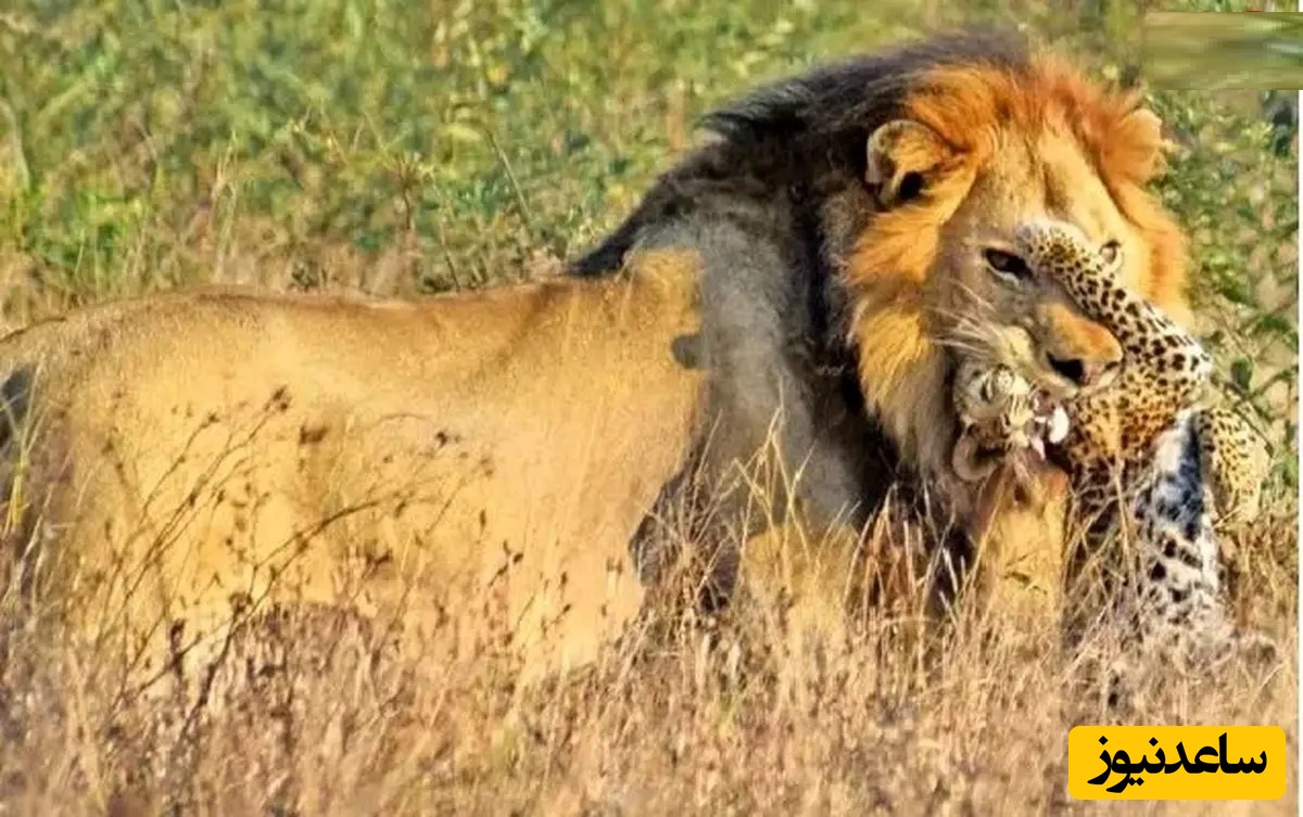 (ویدئو) مستند حیات وحش حیوانات/ یک لحظه کوتاه اما پرتنش از صحنه ای که شیر نر یک بچه‌پلنگ را جلوی چشمان مادرش شکار کرد