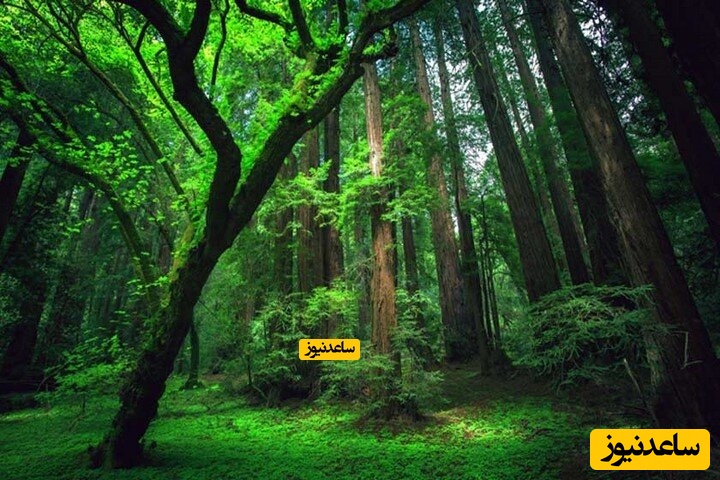 جنگل سیسنگان