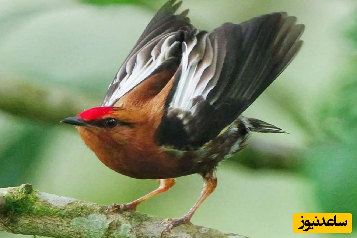 شگفتی های حیات وحش/ تنها پرنده‌ی دنیا که با بال‌های خود موسیقی مینوازد