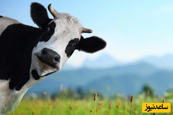 خلاقیت راننده پراید برای حمل گاو با پراید!