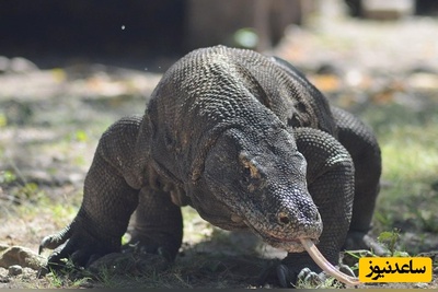 (عکس) دندان‌های تیزتر از تیغ؛ کشف پوشش آهن اکسید بر لبه دندان‌های اژدهای کومودو