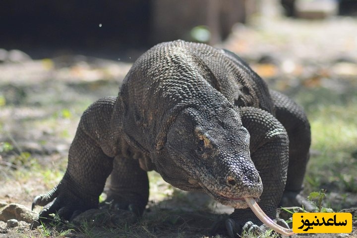 (عکس) دندان‌های تیزتر از تیغ؛ کشف پوشش آهن اکسید بر لبه دندان‌های اژدهای کومودو