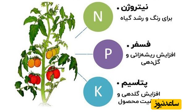 کود کامل برای درخت