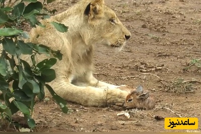 ویدئوی حیات وحش روز؛ این ماجرای راز بقا: وقتی غریزه مادری جایگزین درندگی می‌شود؛ ویدئوی عجیبی که قلب میلیون‌ها نفر را لمس کرد
