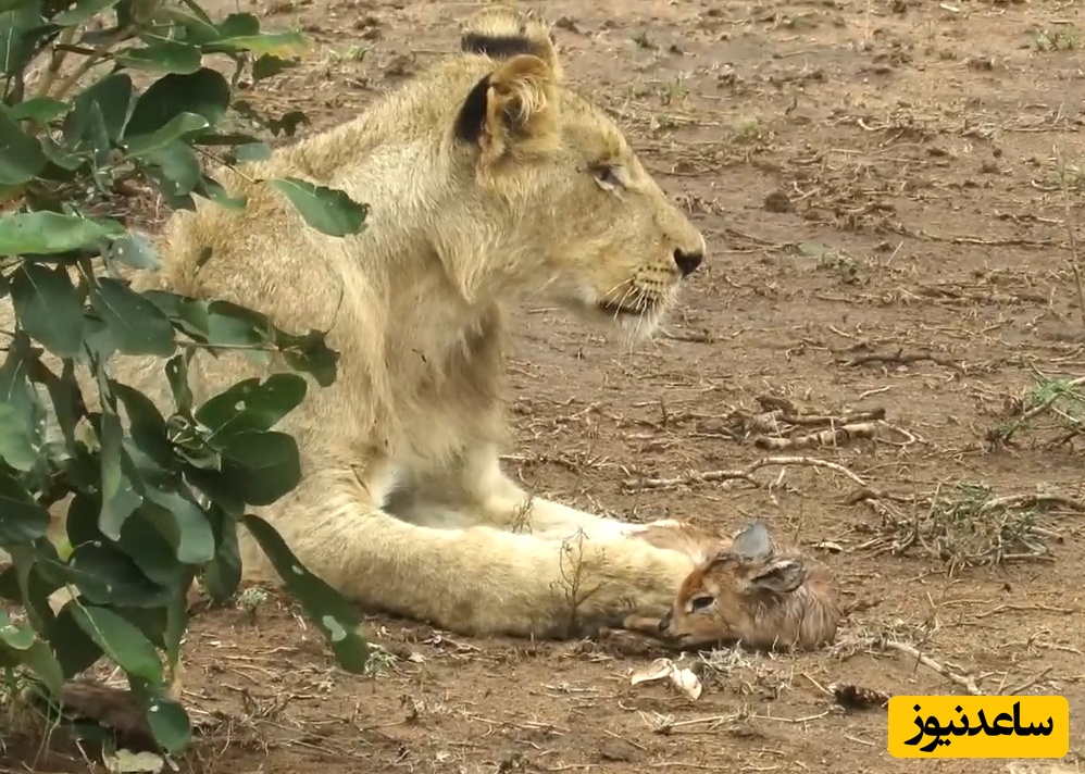 ویدئوی حیات وحش روز؛ این ماجرای راز بقا: وقتی غریزه مادری جایگزین درندگی می‌شود؛ ویدئوی عجیبی که قلب میلیون‌ها نفر را لمس کرد
