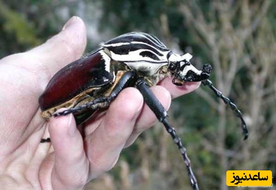 سوسک جالوت (Goliath Beetle)