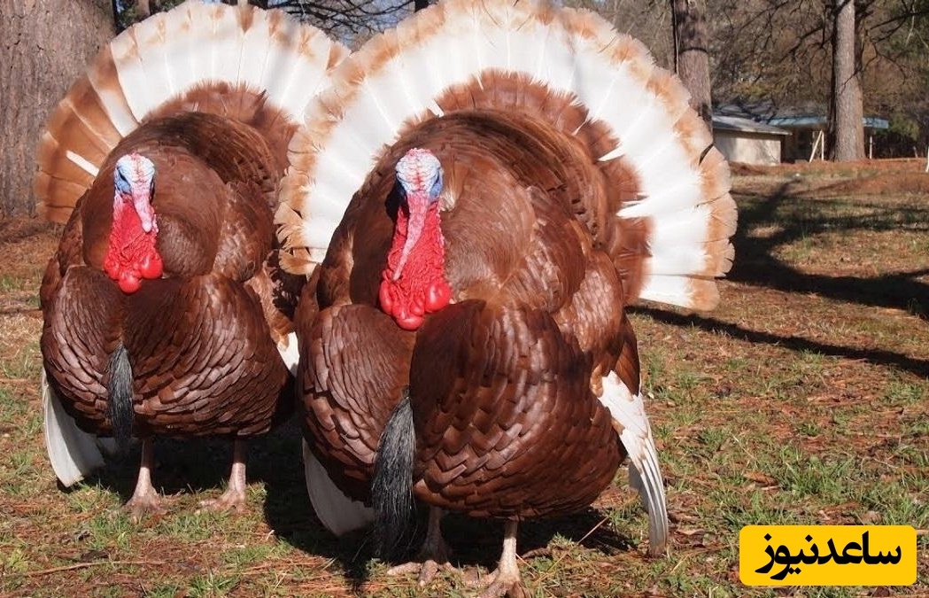 دیدن بوقلمون در خواب چه تعبیری دارد ؟ / تعبیر خواب بوقلمون