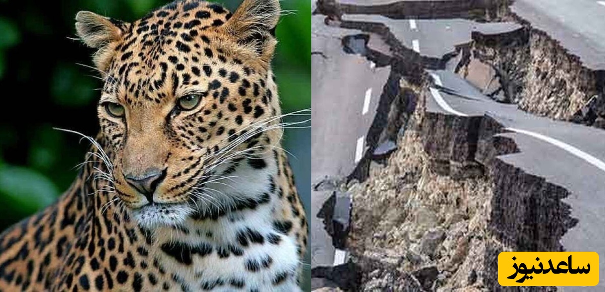 تماشا کنید| دو لحظه عجیب که توسط دوربین‌های مداربسته ثبت شده/ از لحظه شکافته شدن زمین هنگام زلزله مهیب 7.7 ریشتری تا دیده شدن پلنگ ایرانی در خراسان شمالی