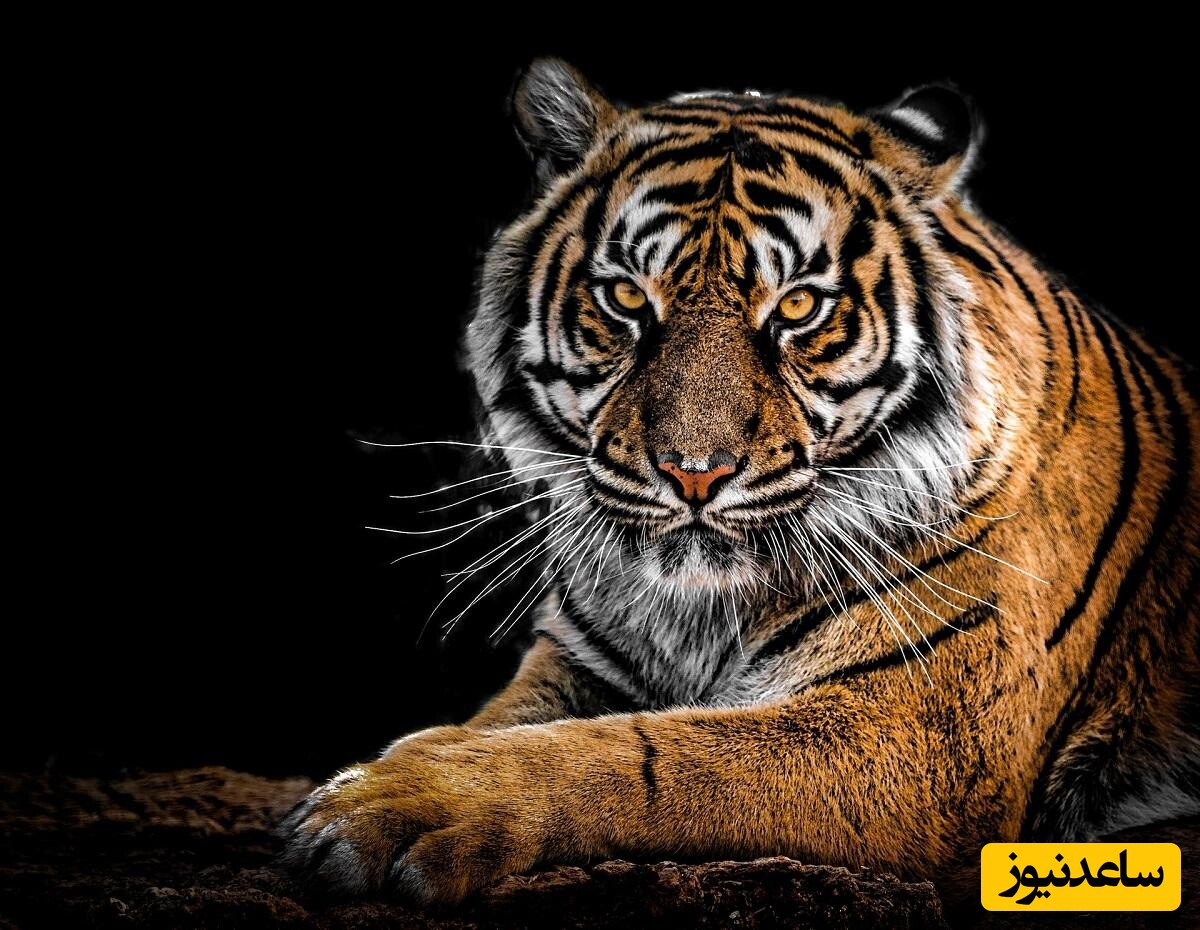 تعبیر خواب ببر