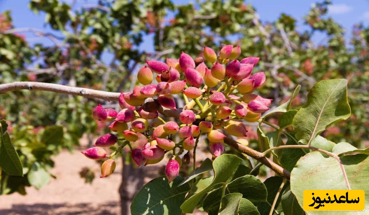 دیدن درخت پسته در خواب چه تعبیری دارد؟ /  تعبیر خواب پسته