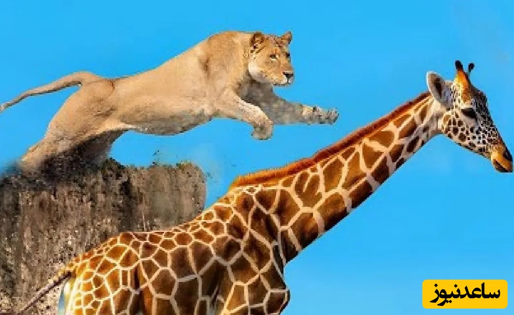 (ویدئو) مستند حیات وحش حیوانات/ راز بقا، این داستان: نبرد تن به تن زرافه و شیر/ یکی از سختترین و خطرناک ترین شکارها برای شیرها محسوب میشود
