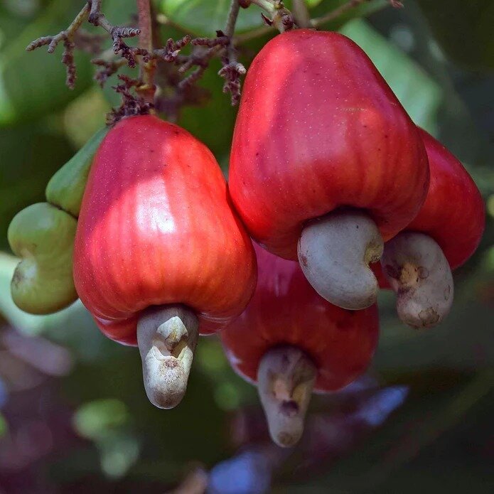 میوه سمی بادام هندی با ظاهری عجیب +عکس