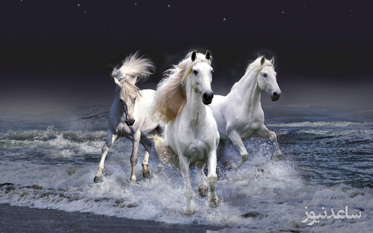 (فیلم) زیبایی عجیب و خیره کننده یک اسب سفید