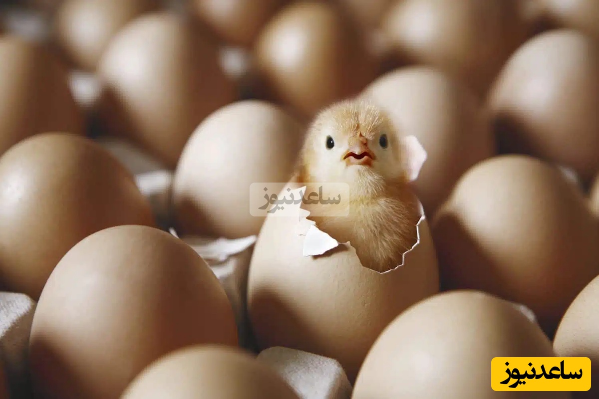 پشت پرده نوسانات بازار تخم‌مرغ چیست؟
