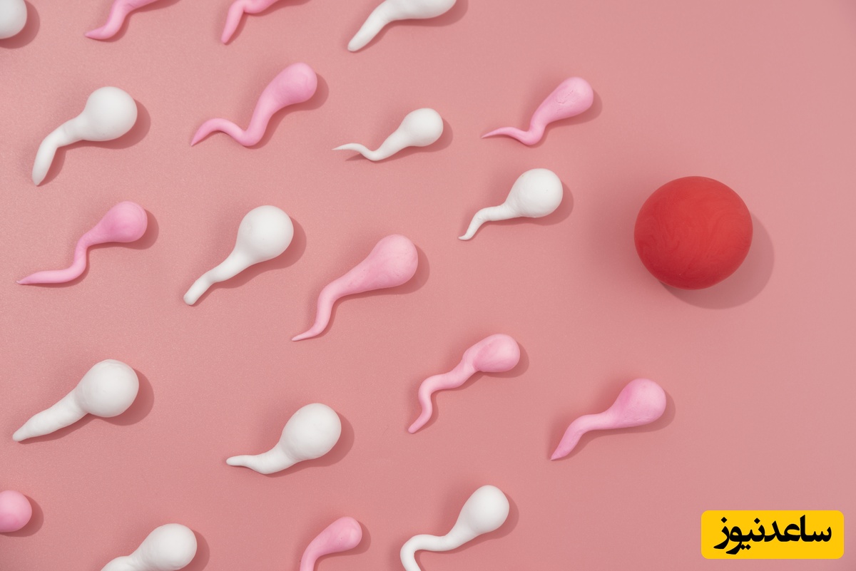 شکلشناسی اسپرم