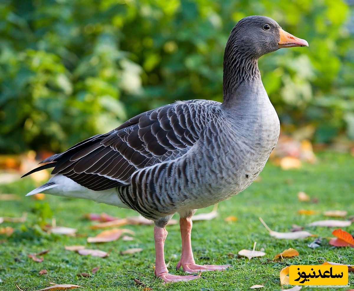 ماجرای عجیب یک غاز که پرستار ۴۷ بچه است