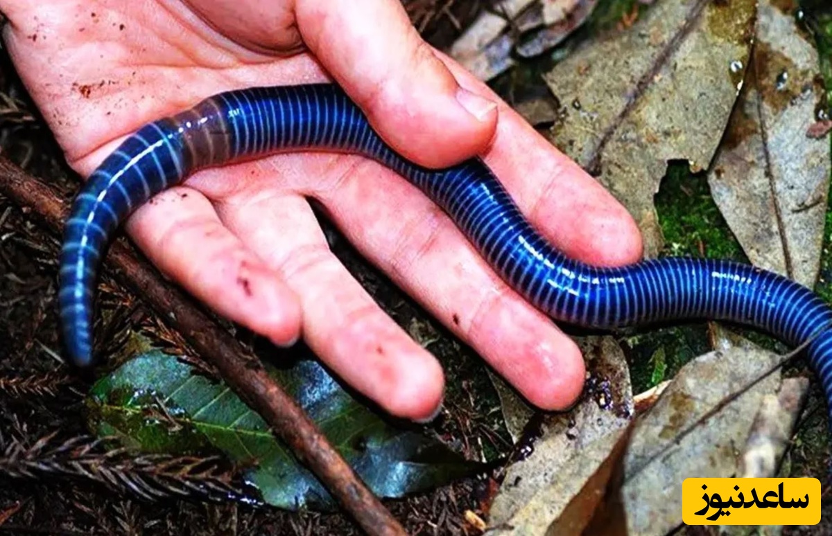 10 نمونه از زیباترین کِرم های جهان که نگاه تان را به این موجود تغییر می دهد!