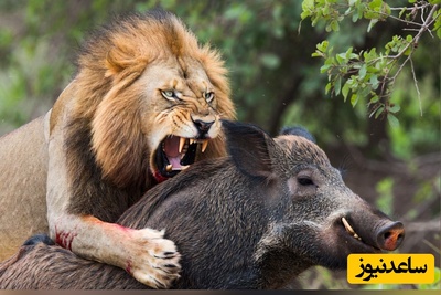 (ویدئو) مستند حیات وحش حیوانات/ ماجرای امروز راز بقا:وحشت خالص در یک ثانیه؛ وقتی شیر به گراز رسید، همه‌چیز عوض شد!