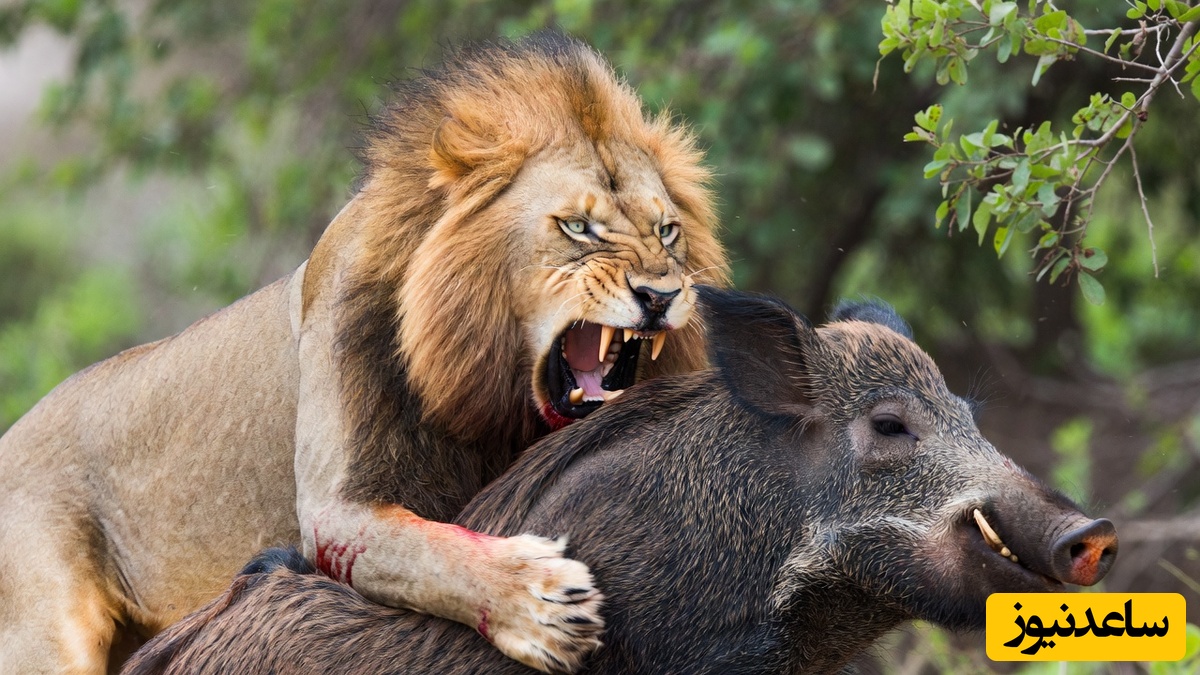 (ویدئو) مستند حیات وحش حیوانات/ ماجرای امروز راز بقا:وحشت خالص در یک ثانیه؛ وقتی شیر به گراز رسید، همه‌چیز عوض شد!