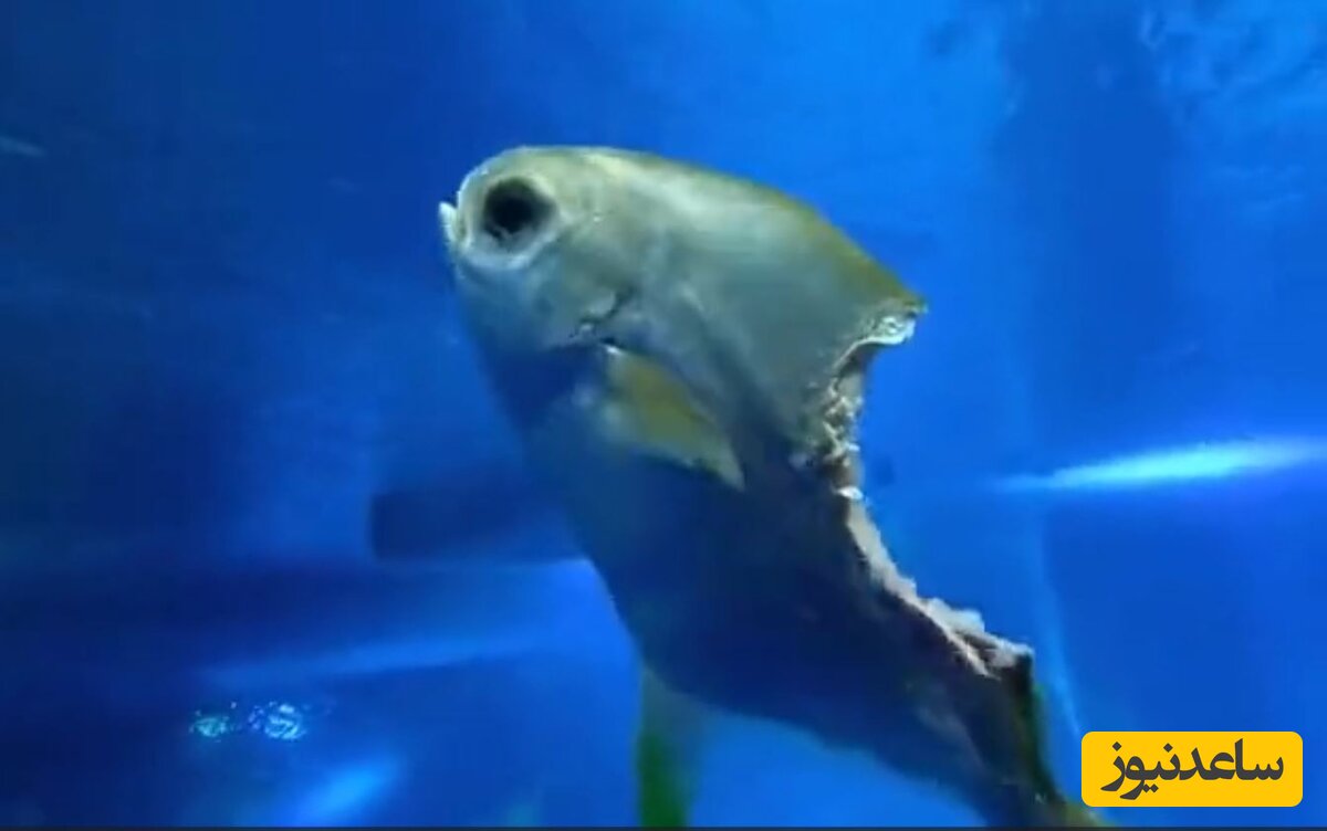 جل الخالق ! نصف ماهی خورده شده ولی هنوز شنا میکنه و زنده است!!! +ویدئو