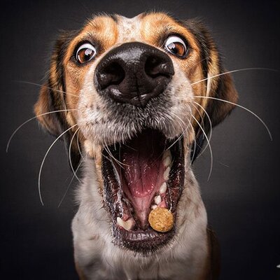 احیای قلبی یک سگ به روش هوادهی دهانی توسط یک مرد جنجالی شد +فیلم