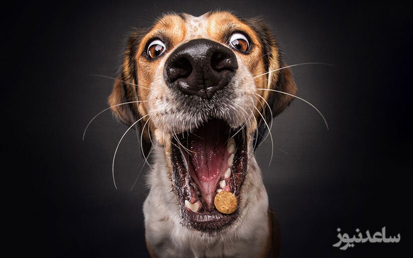 احیای قلبی یک سگ به روش هوادهی دهانی توسط یک مرد جنجالی شد +فیلم