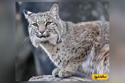 (ویدئو) مستند حیات وحش حیوانات/صعود برق‌آسای سیاه‌گوش برای شکار سنجاب در دل جنگل
