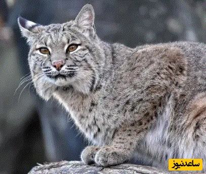 (ویدئو) مستند حیات وحش حیوانات/صعود برق‌آسای سیاه‌گوش برای شکار سنجاب در دل جنگل